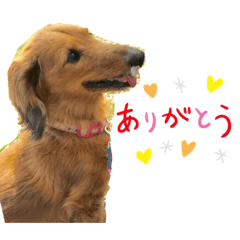 [LINEスタンプ] ダックスフンドのカレンちゃん