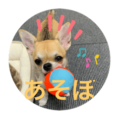 [LINEスタンプ] かわいいアイ犬ちわわ