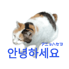 [LINEスタンプ] 第10回野良猫スタンプ