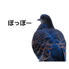 [LINEスタンプ] 野鳥と日常2