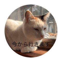 [LINEスタンプ] CozyCatShelter2