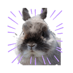 [LINEスタンプ] yomerabbit