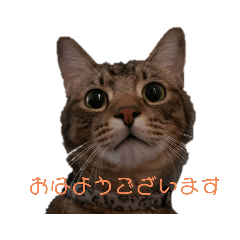 [LINEスタンプ] ぴこねこ2