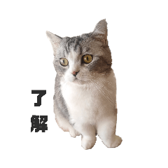 [LINEスタンプ] マンチカンとダックス