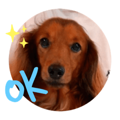 [LINEスタンプ] ジャンのすたんぷ2