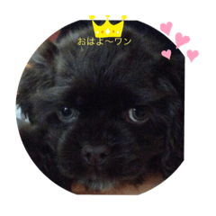 [LINEスタンプ] アメコカラブ❤️