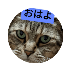 [LINEスタンプ] ハチといいます