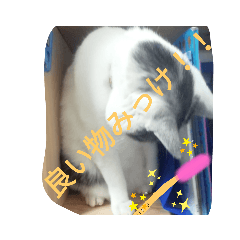 [LINEスタンプ] アカサタナハマヤラワ