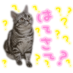 [LINEスタンプ] アメショのエトくん