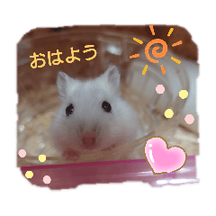 [LINEスタンプ] ハムスター♡スタンプ