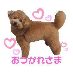 [LINEスタンプ] トイプードルのからあげちゃん