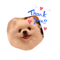 [LINEスタンプ] ポメラニアンもちの日常♡