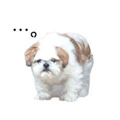 [LINEスタンプ] shitzu chan