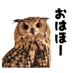 [LINEスタンプ] フクロウのガルーさんの画像（メイン）
