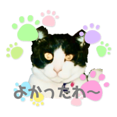 [LINEスタンプ] 私の愛猫ミキスケくん