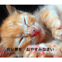 [LINEスタンプ] ねこ様挨拶編たがわ