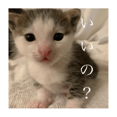 [LINEスタンプ] しらすがしゃべる2