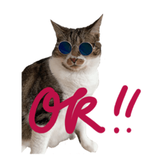 [LINEスタンプ] ねこ_まるやま