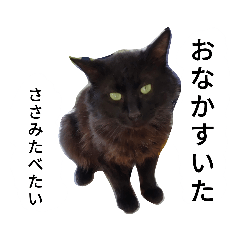 [LINEスタンプ] 天草MFの保護猫たち