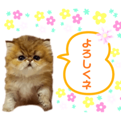 [LINEスタンプ] 生きてるだけで偉いペルシャ猫 ぽんず