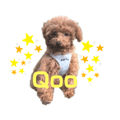 [LINEスタンプ] Qooちゃんです❤︎