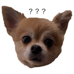 [LINEスタンプ] おまめの日常。
