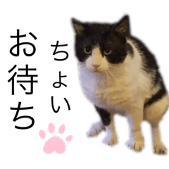[LINEスタンプ] ハチワレぼんくん2