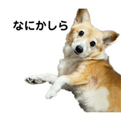[LINEスタンプ] コーギーのモカさん