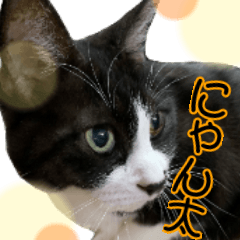 [LINEスタンプ] 僕、にゃん太！