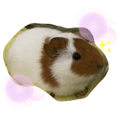 [LINEスタンプ] ほうじとふさお