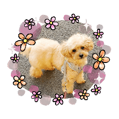 [LINEスタンプ] チャミエルの居る暮らし