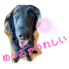 [LINEスタンプ] フラットコーテッドレトリーバー銀たん2
