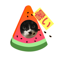 [LINEスタンプ] いろいろ使える、日常ねこウラスタンプ2