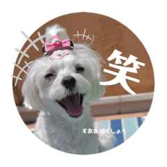 [LINEスタンプ] すあまとちょっとゆきちゃん