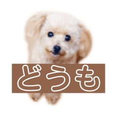 [LINEスタンプ] トイプードルのちびちゃん
