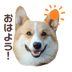 [LINEスタンプ] コーギー犬ノア#2