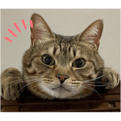 [LINEスタンプ] 我が家の猫,s