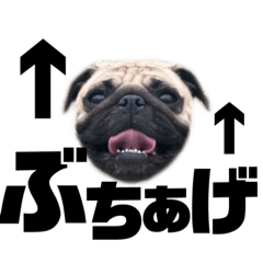 [LINEスタンプ] 毎日がまろ日和