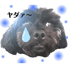 [LINEスタンプ] ブラックの犬