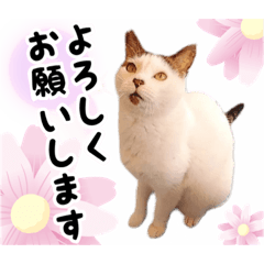 [LINEスタンプ] ファニーなニャンズ 2021  最高にゃんこ