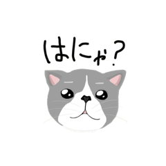 [LINEスタンプ] エキゾチックな猫くん