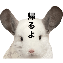 [LINEスタンプ] チンチラデグーセット
