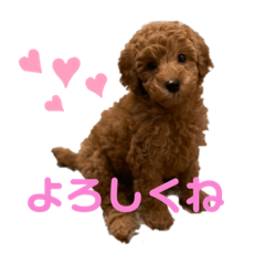 [LINEスタンプ] こはるトイプー♡
