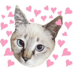 [LINEスタンプ] 我が家のアイドルLillyちゃん