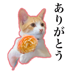 [LINEスタンプ] ハチワレのふく と 茶トラのめい