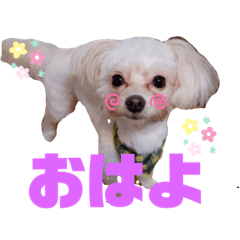 [LINEスタンプ] cocoOne.