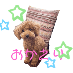 [LINEスタンプ] 我が家のトイプーモコちゃん