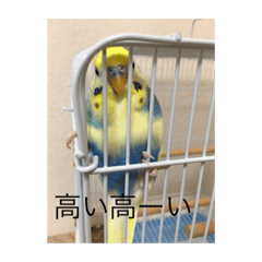 [LINEスタンプ] かわいいインコスタンプ3(可愛いー)