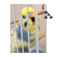 [LINEスタンプ] かわいいインコスタンプ1(可愛いー)