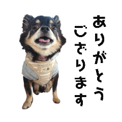 [LINEスタンプ] チワワのぴろちゃん④